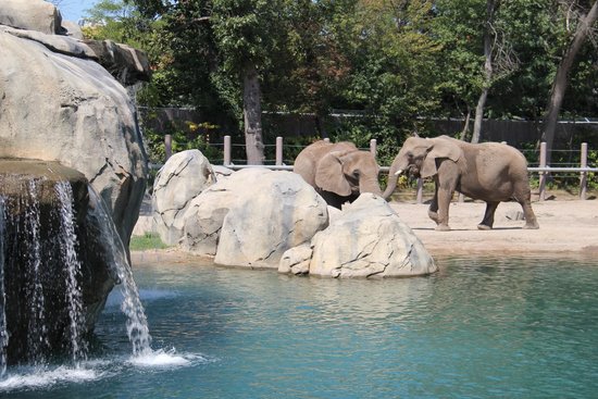 Roger Williams Park Zoo elephants 