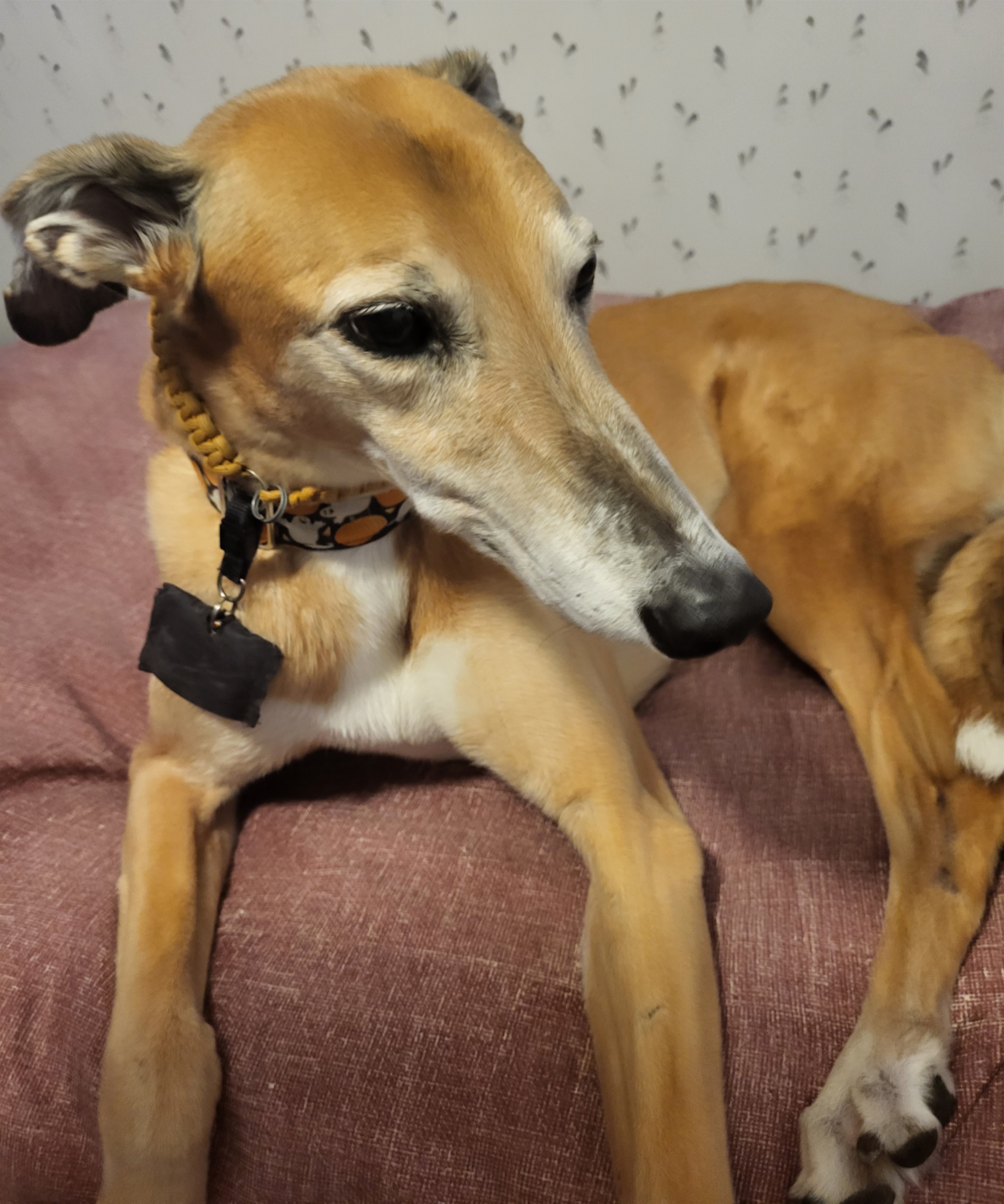 Dog greyhound